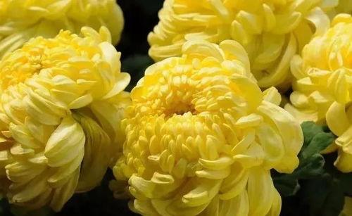 国产爆菊花,绽放民族特色的创新之花  第2张 国产爆菊花,绽放民族特色的创新之花  第2张