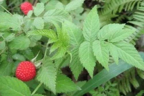 水莓100国产,探寻100国水莓种植奥秘  第3张 水莓100国产,探寻100国水莓种植奥秘  第3张